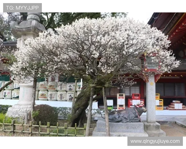 碓井圣生惊艳世界波助大阪樱花战平福冈黄蜂